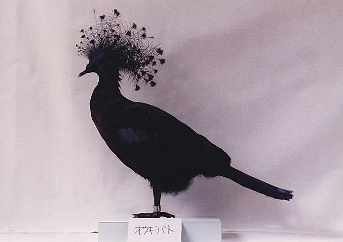 トウブハコガメ骨格標本 剥製 爬虫類 【公式通販】